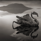 Illustration for article titled Any Animal That Touches This Lethal Lake Turns to Stone